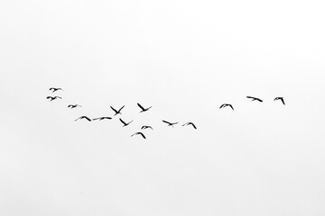 Migratory birds fly to tropical regions .