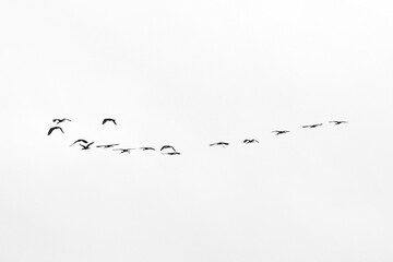 Migratory birds fly to tropical regions .