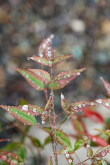 Close-up of plant leaves with morning dew
