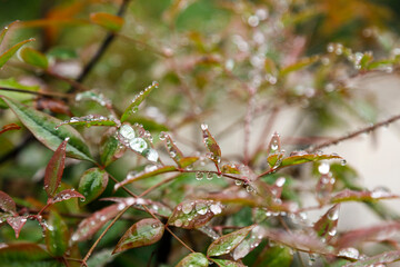 Close-up of plant leaves with morning dew