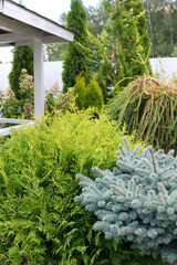 Fototapeta premium Garden composition with thuja, spruce and juniper conifers. Evergreen plants used in landscaping, decorative garden architecture, outdoor design and natural environment projects.
