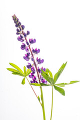 Naklejka premium A striking purple lupine stands tall with lush green leaves against a bright white background