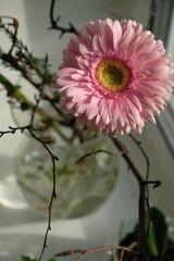 pink gerbera flower