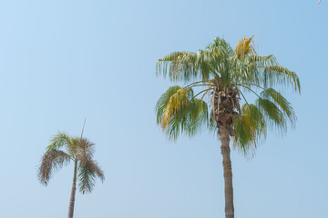High palm trees on the blue sky background 
