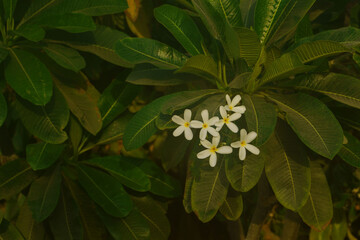 A cluster of delicate white frangipani flowers with yellow centers blooms amidst a dense backdrop of lush, dark green leaves