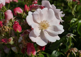 Fototapeta premium Rose leaves closeup in the garden in Monza park ,Lombardy Italy. 