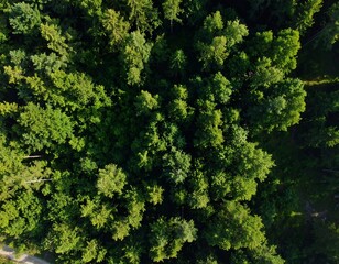 Aerial view of trees