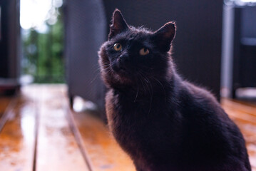 A black abandoned homeless cat sits on the street.