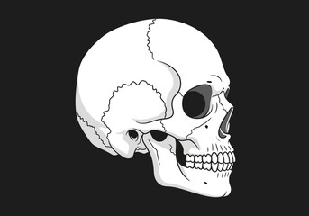 Detailed Human Skull Illustration in Profile View on a Dark Black Background