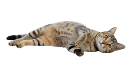 Relaxed Tabby Cat Lying Down
