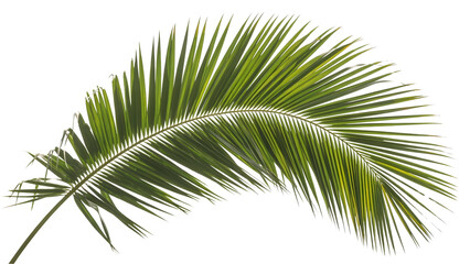 Tropical Green Palm Leaf Frond
