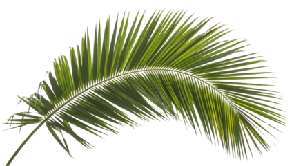 Tropical Green Palm Leaf Frond
