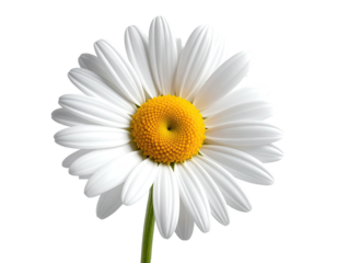 Close-up of a bright white and yellow daisy against a transparent backdrop