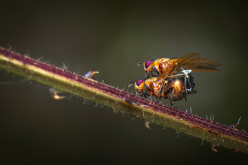 Orange Bush Flies mating during the day.