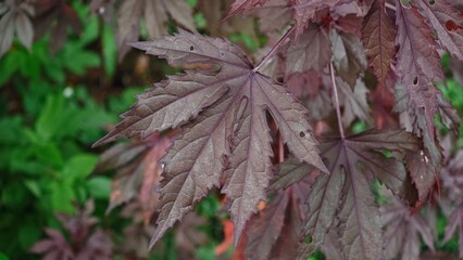 Red maple tree in nature.