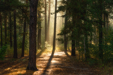 Obraz premium A sunny morning in the autumn forest. Rays of sun shine through the tree branches. Perfect weather for walking and hiking.