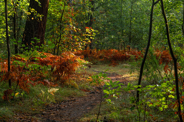 A sunny morning in the autumn forest. The ferns have already turned yellow. Perfect weather for walks and hiking.
