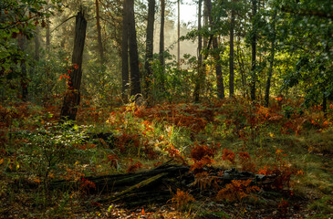 A sunny morning in the autumn forest. The ferns have already turned yellow. Perfect weather for walks and hiking.