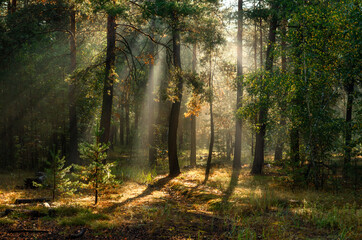 Fototapeta premium A sunny morning in the autumn forest. Rays of sun shine through the tree branches. Perfect weather for walking and hiking.