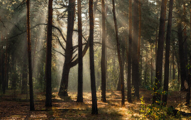 Fototapeta premium A sunny morning in the autumn forest. Rays of sun shine through the tree branches. Perfect weather for walking and hiking.