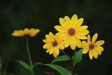 Invasive plant species, Jerusalem artichoke, Helianthus tuberosus, beautiful yellow flower