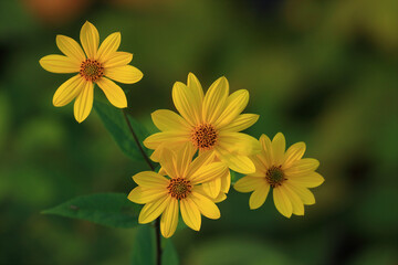 Invasive plant species, Jerusalem artichoke, Helianthus tuberosus, beautiful yellow flower