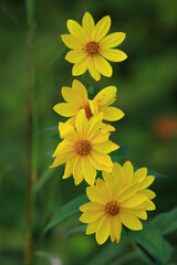 Invasive plant species, Jerusalem artichoke, Helianthus tuberosus, beautiful yellow flower