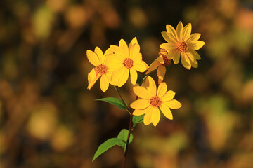 Invasive plant species, Jerusalem artichoke, Helianthus tuberosus, beautiful yellow flower