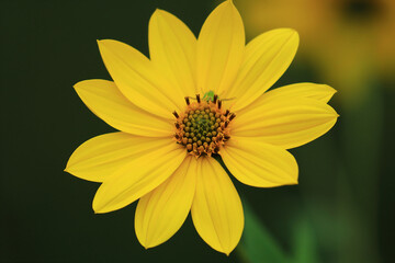 Invasive plant species, Jerusalem artichoke, Helianthus tuberosus, beautiful yellow flower