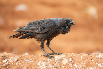 A young Australian raven, not a crow, with its large throat hackles or feathers, vocalizing as it stands on the harsh red soil of the dry Australian outback at Thargomindah in Queensland, Australia. 