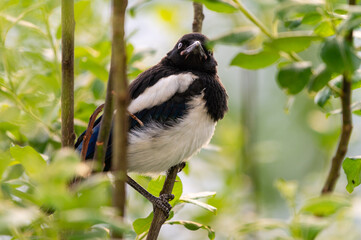 A young, baby magpie perched on a branch, hidden among green leaves and twigs.