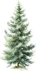 Elegant watercolor painting of a small fir tree with vibrant green needles and fine natural details - vector illustration