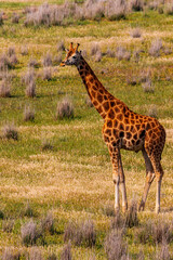 giraffe in Monarto