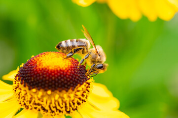 Close-up of a honeybee collecting pollen on a vibrant yellow flower against a soft green background.