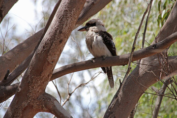 kookaburra in a forest at yanchep national park in westen australia