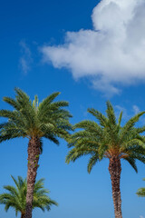 Obraz premium Three palm trees with blue sky background in Okinawa, Japan / 沖縄の青空を背景にした3本のヤシの木