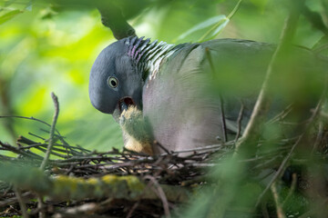 Taube mit ihren K&uuml;ken  sitzend im Nest