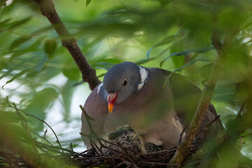 Taube mit ihren K&uuml;ken  sitzend im Nest