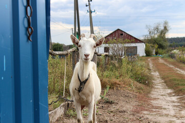 Portrait of a white domestic goat with horns standing on a rural dirt road.