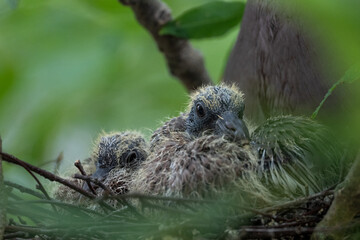 Taube mit ihren K&uuml;ken  sitzend im Nest