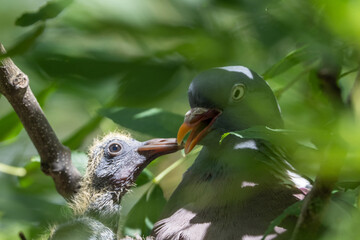 Taube mit ihren K&uuml;ken  sitzend im Nest