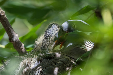 Taube mit ihren K&uuml;ken  sitzend im Nest