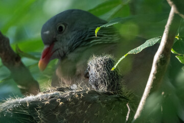 Taube mit ihren K&uuml;ken  sitzend im Nest