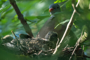 Taube mit ihren Küken  sitzend im Nest