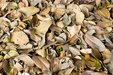 background of dried leaves
