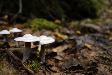 White Cortinarius alboviolaceus mushrooms growing among fallen leaves