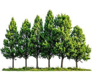 A line of green trees with lush foliage and brown trunks, isolated
