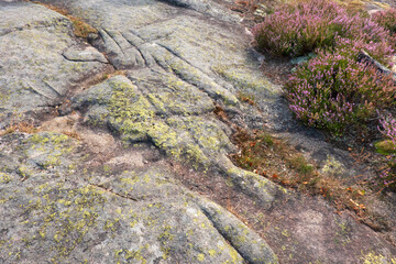 Glacial striations in granite bedrock, heather growing on thin layer of soil