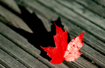 automne