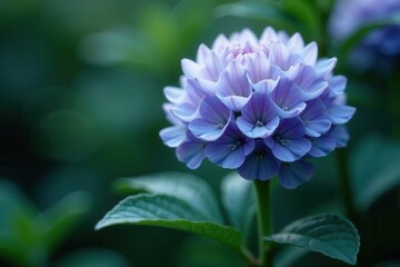 Obraz premium A delicate cluster of periwinkle blossoms, showcasing their intricate petal structure and soft pastel hues against a blurred backdrop of lush green foliage.